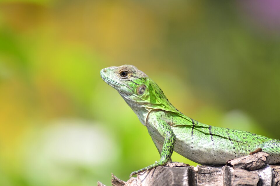 Iguana fauna green