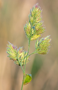 Nature insect plant