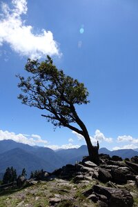 Wind blown crooked tree the hot sun