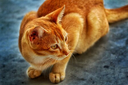 Animal pet kitten