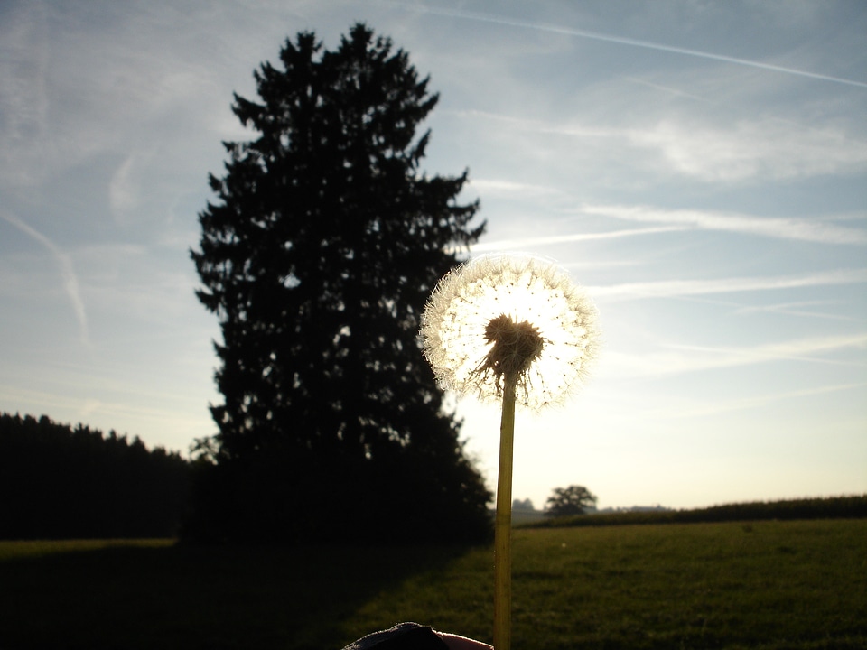 Flower nature sun