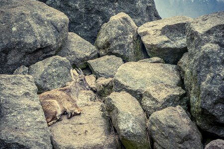 Animal mountains alpine ibex photo