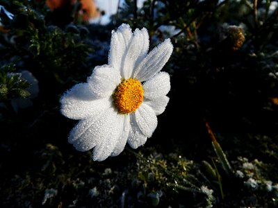 Flower gel winter photo