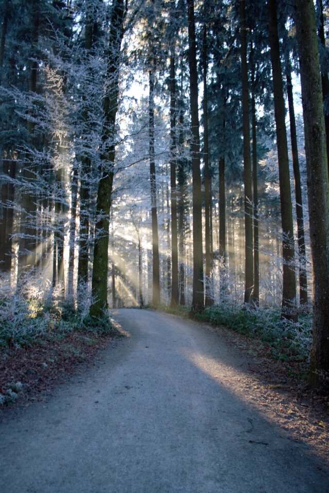 Magical winter snow