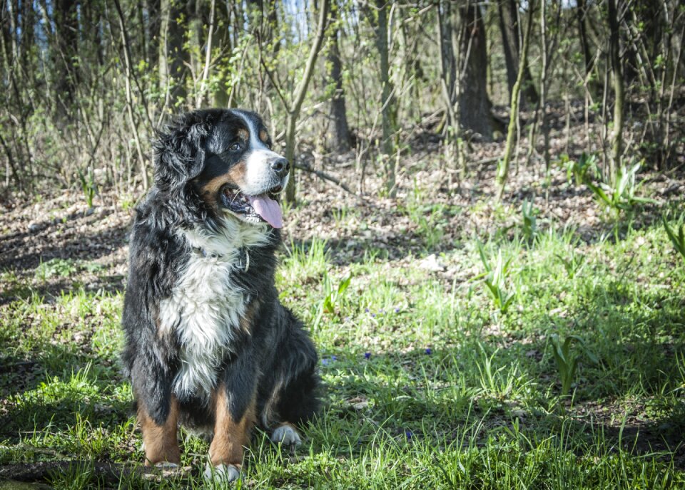 Schweizer sennenhund animal dog