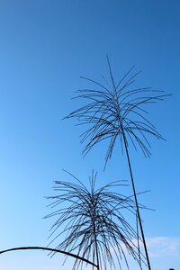 Plant sky blue