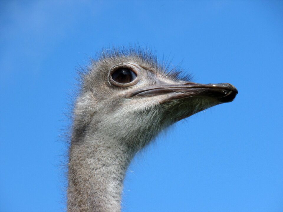 Sky animal portrait close up