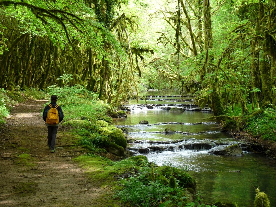 Landscape green tree