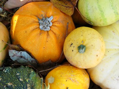 Halloween autumn orange