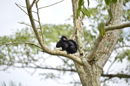 Animal beauty animals garden photo