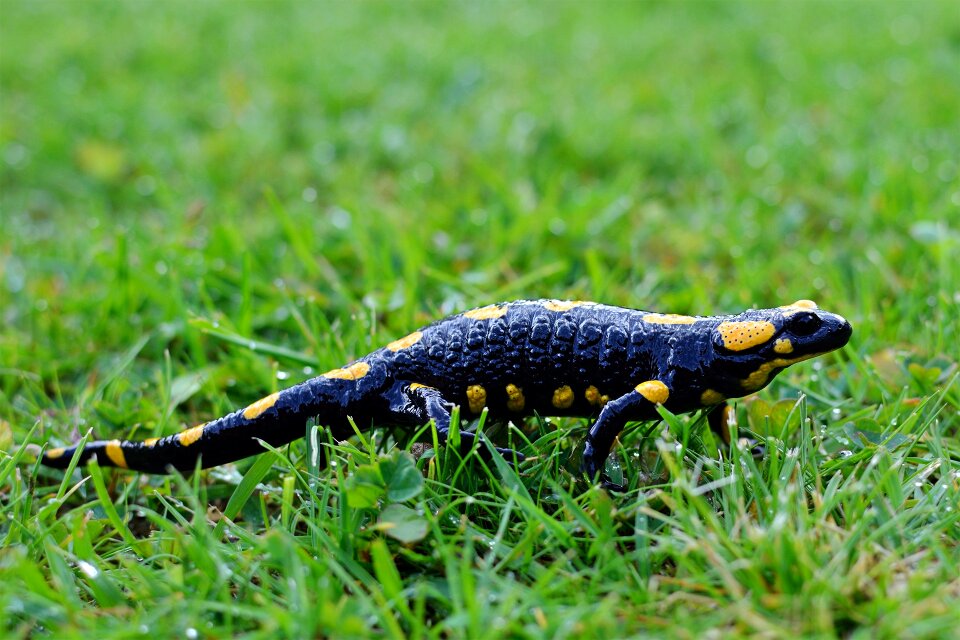Fire salamander salamandra amphibian