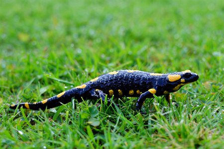 Fire salamander salamandra amphibian