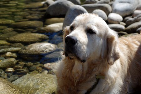 Doggie domestic animal golden photo