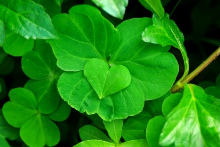 Plant heart four-leaf clover photo