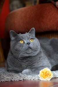 Mieze british shorthair breed cat