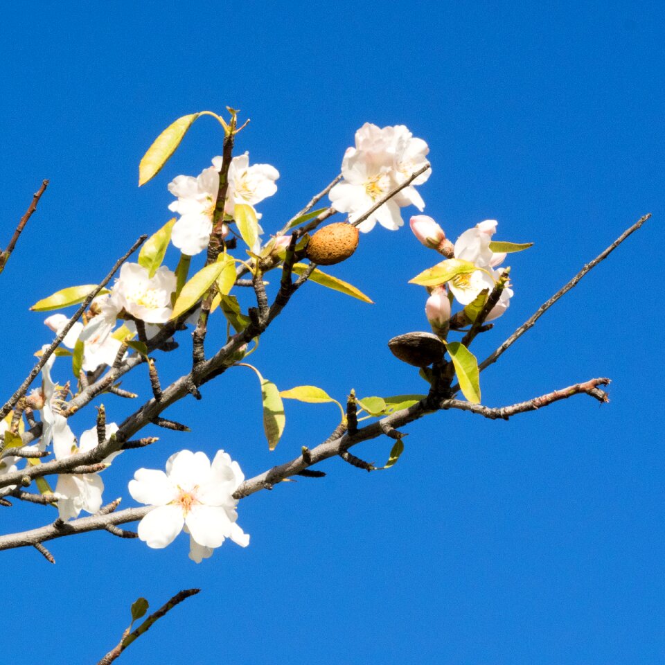 Flowering twig spring flowers