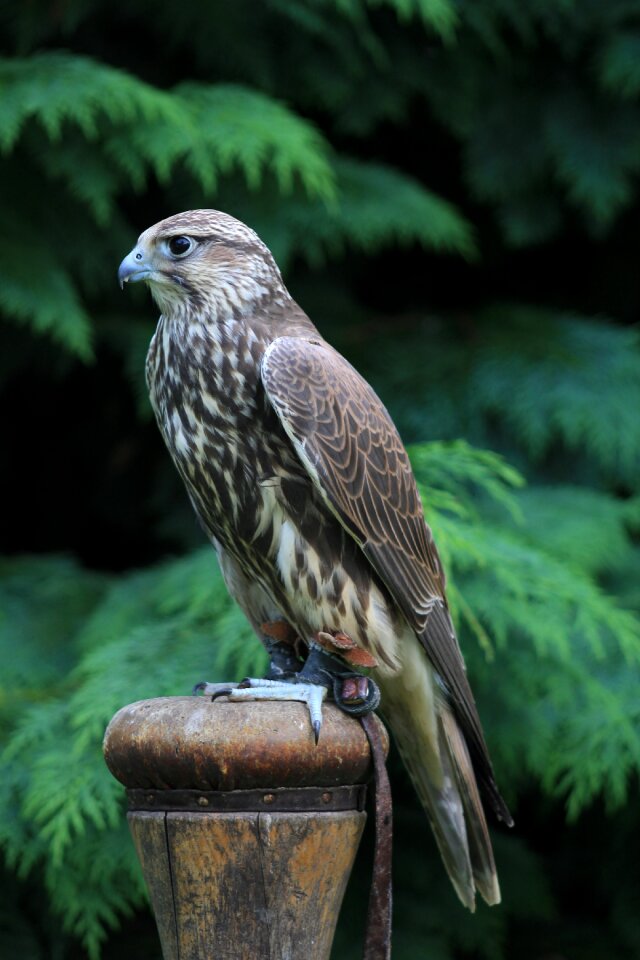Nature plumage animal