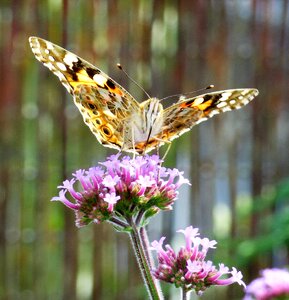 Argentine vervain verbena bonariensis violet photo