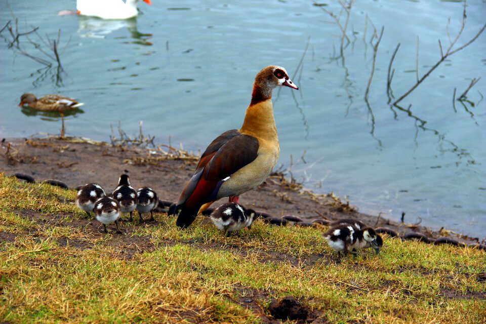 Nature water nile goose