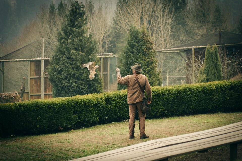 Raptor bird falconry