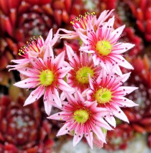 Summer houseleek garden photo