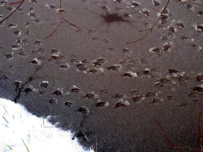 Snow tracks duck
