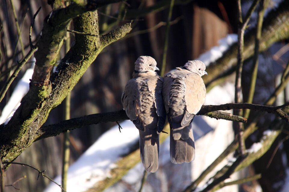 Birds birds on the ranch pigeons