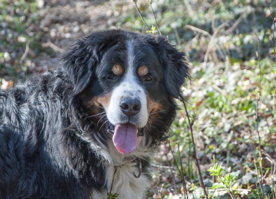 Schweizer sennenhund animal dog