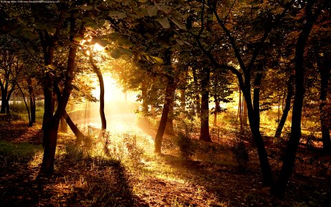 Scene forest nice