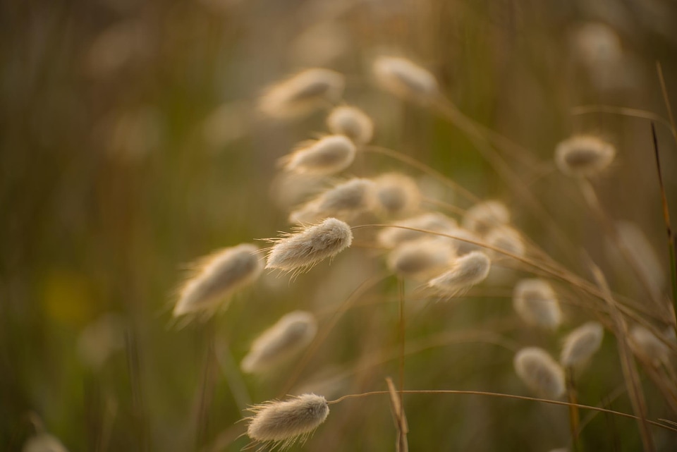Sunrise fluffy inflorescence