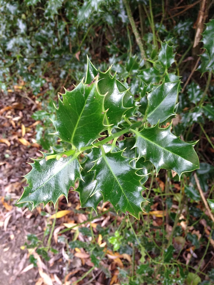 Leaf plant natural