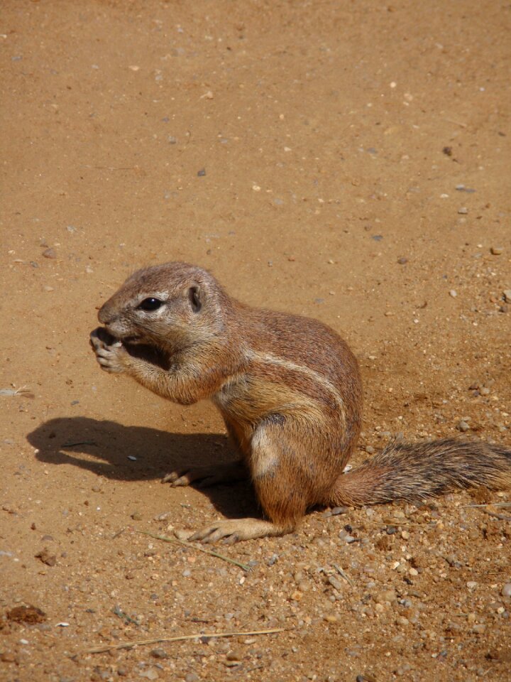 Animals the zoological garden rodent
