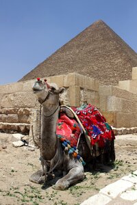 Camel arabic arabian photo