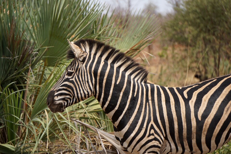 Nature safari park