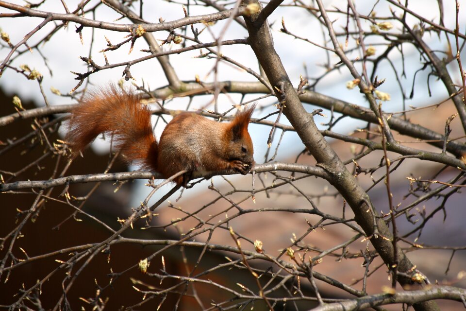 Nature squirrel nibbles