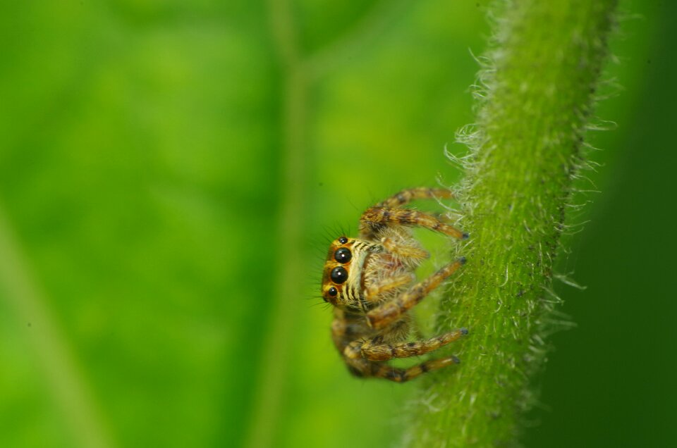 Spider jump macro insects