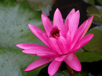 Early in the morning dew pink