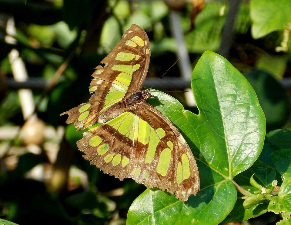 Animal flugtier tropical