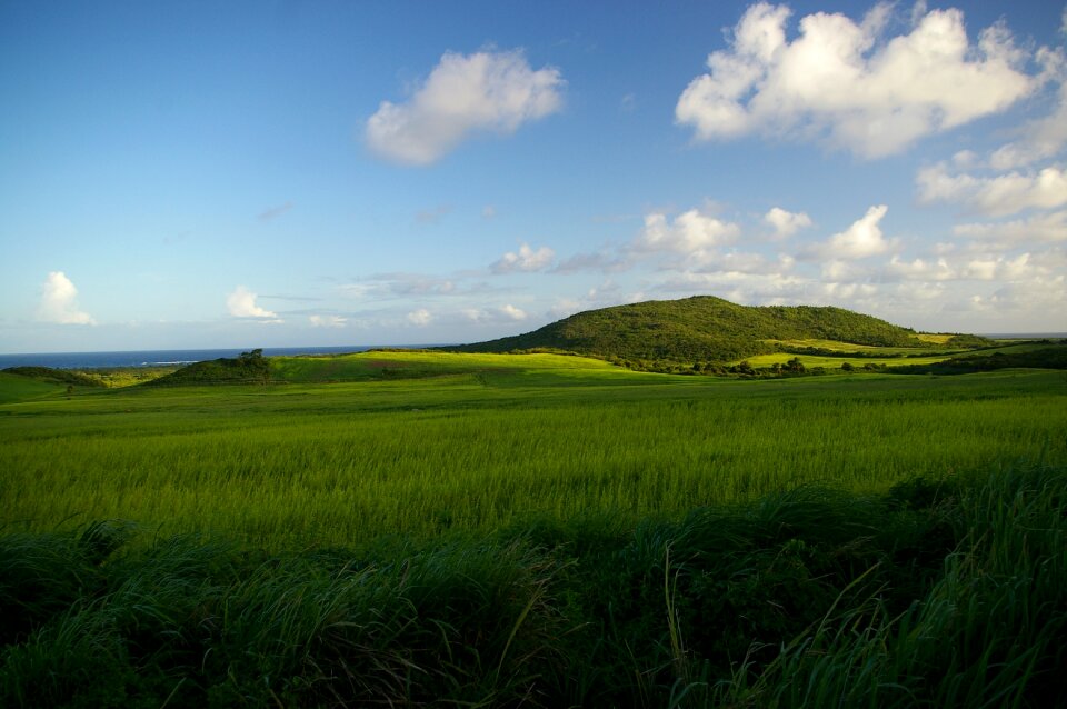 Blue summer field