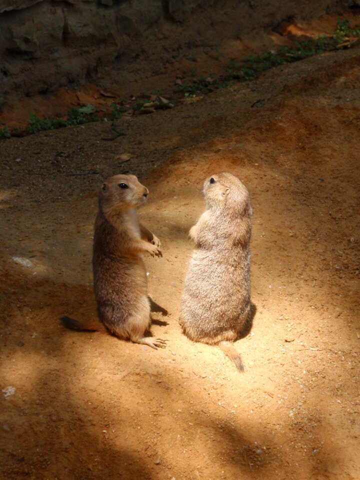 The prague zoo prairie dogs animals