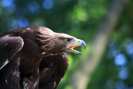 Bird griffin nature photo