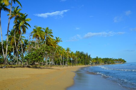 Las terrenas dominican republic palm trees photo