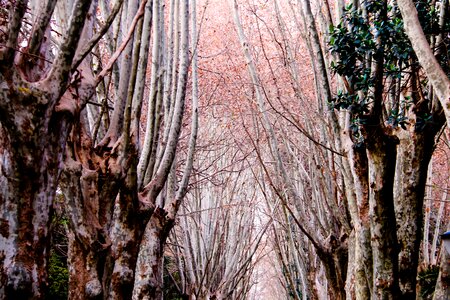 Garden hamma algiers