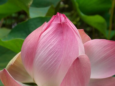 Nuphar lutea pink flowers plant