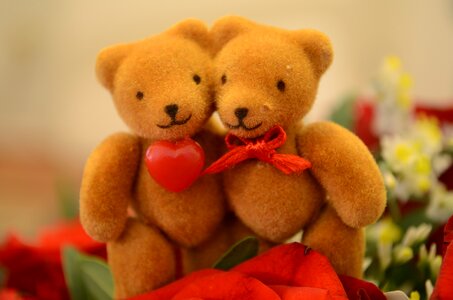 Bears valentine's day cute photo