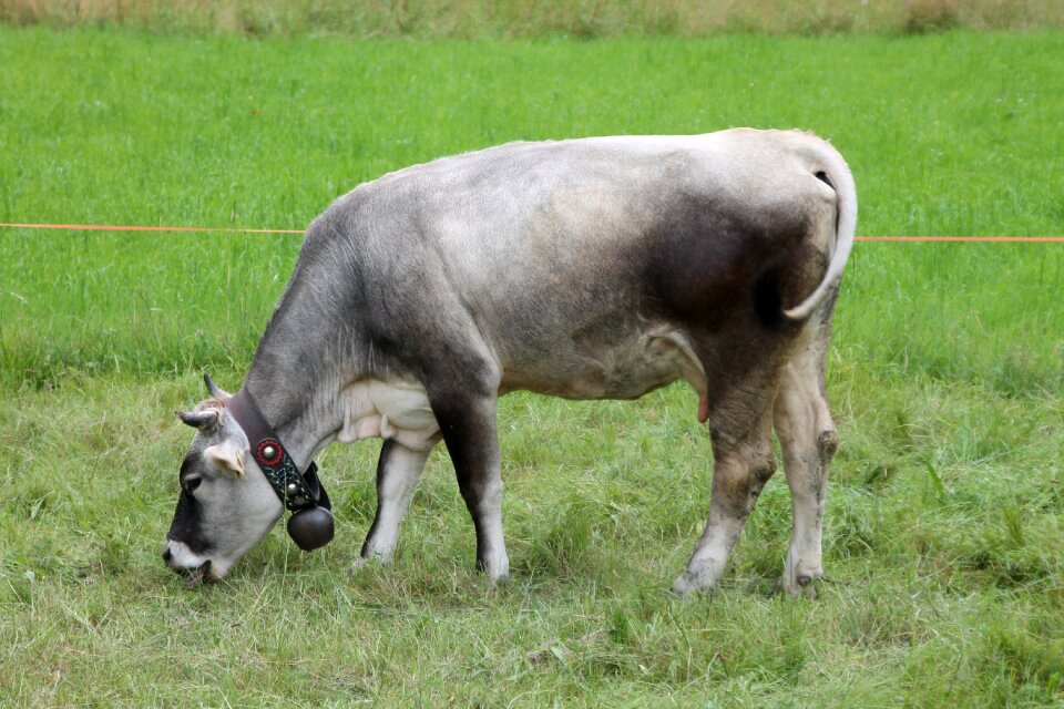 Prato cowbell bovino