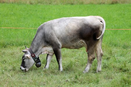 Prato cowbell bovino photo