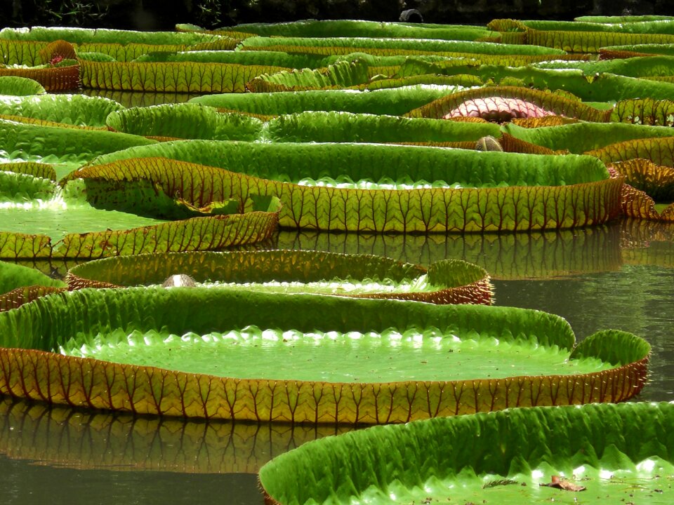 Aquatic plants nature green