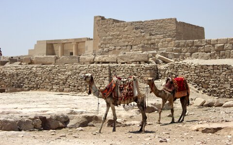 Camel camels arabic photo