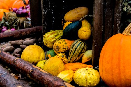 Halloween autumn pumpkin photo